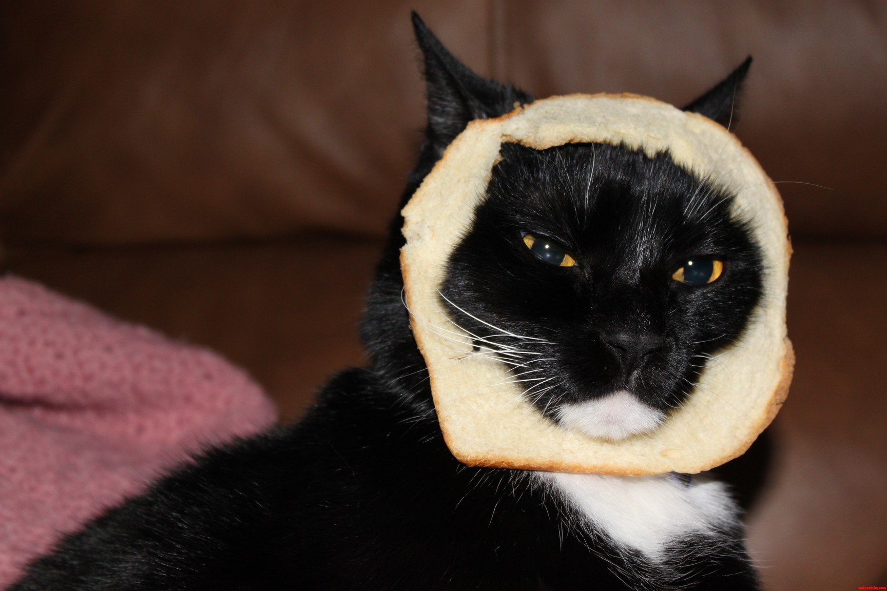 Cat Breading