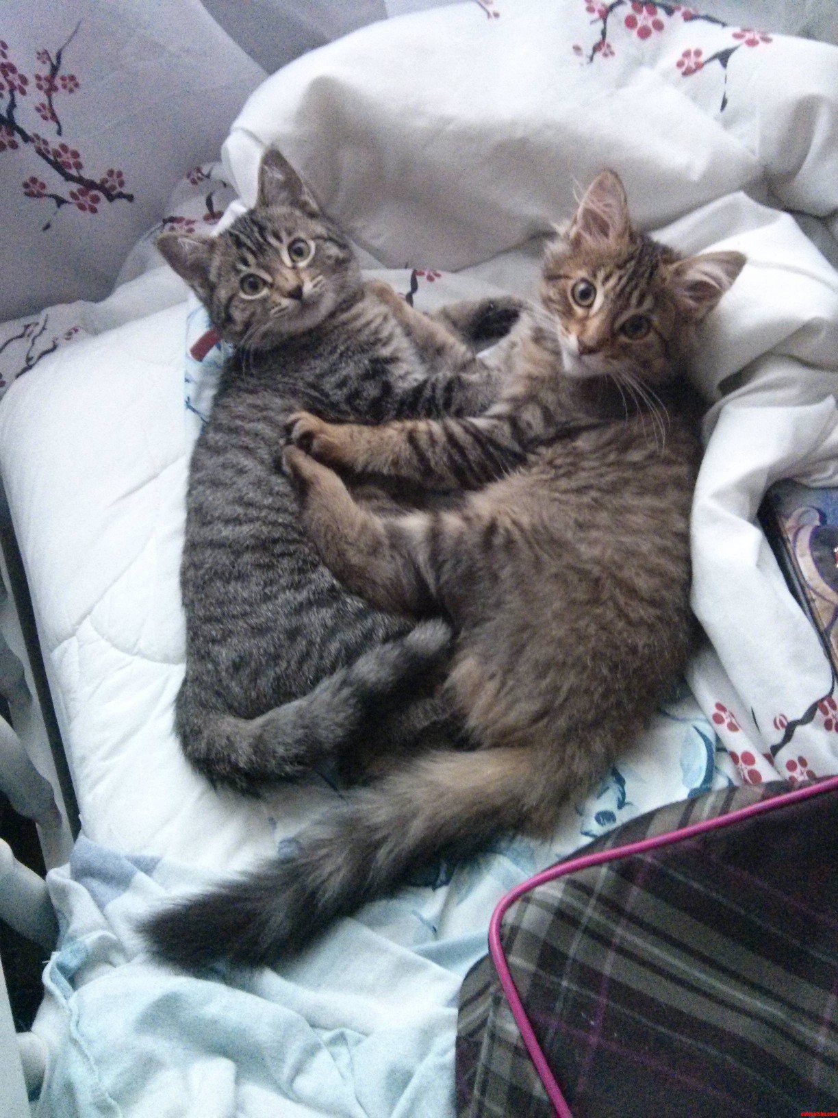 I Was Previously Opposed To Cats. Then My Sister Got Two Kittens… They Just Hit 10 Weeks.