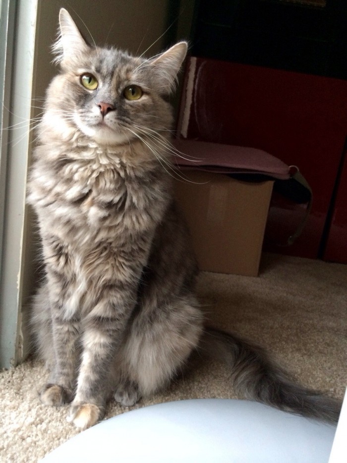 This Is How My Kitten Sleeps Cute cats HQ Pictures of cute cats and