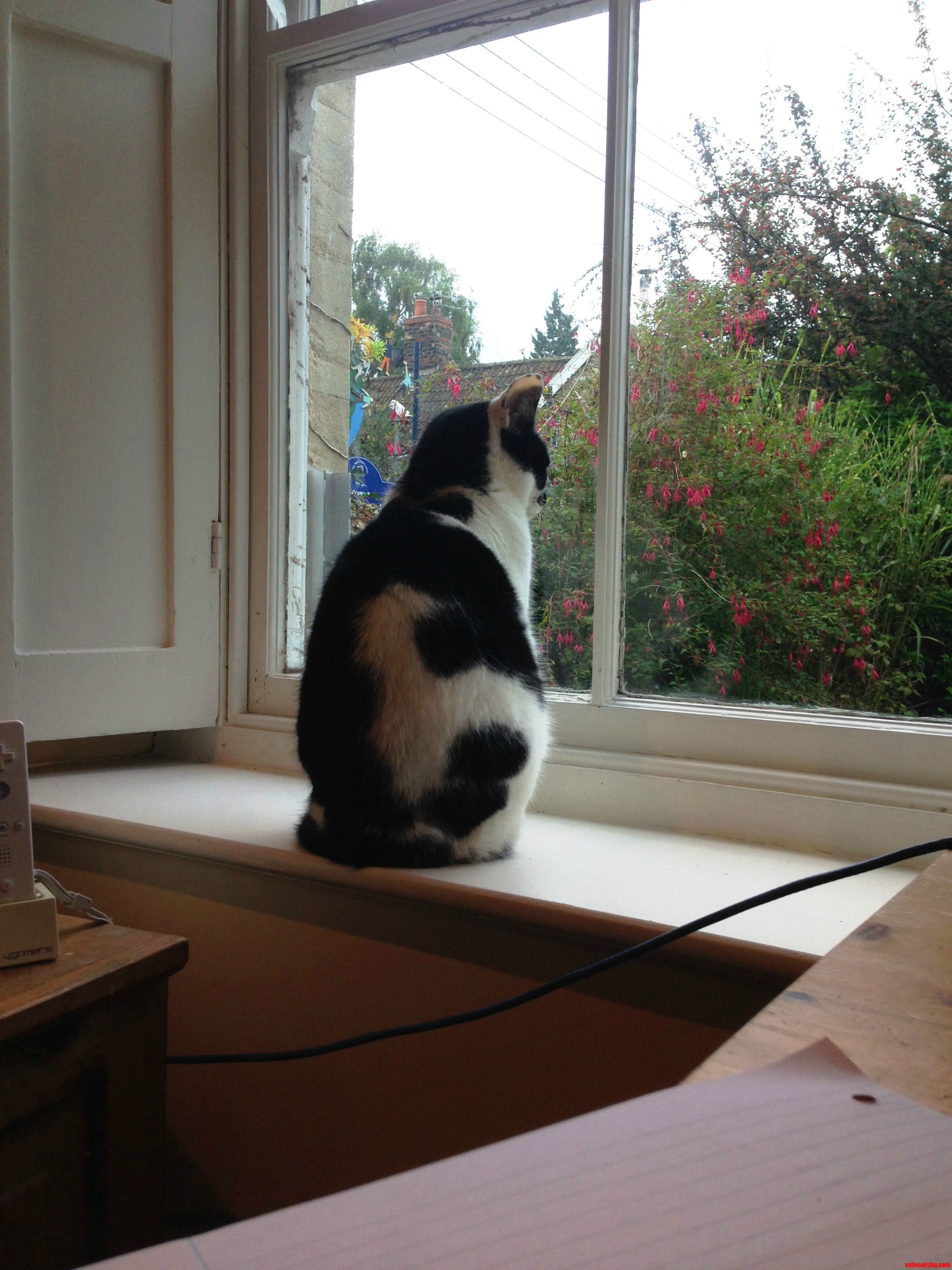 My Cat Looked Thoughtful This Morning…