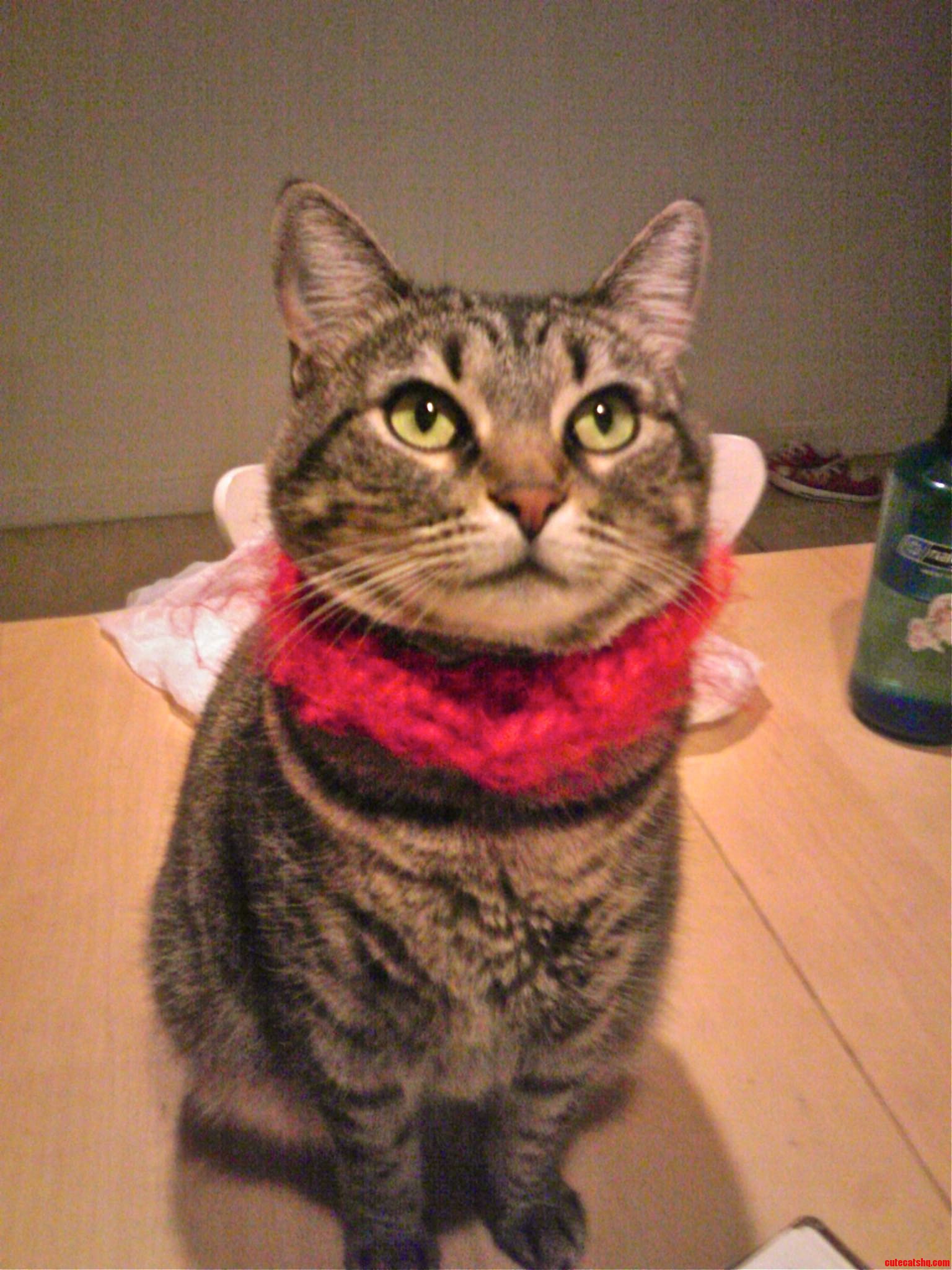 My Cat Was Cold… So I Knit Her A Scarf