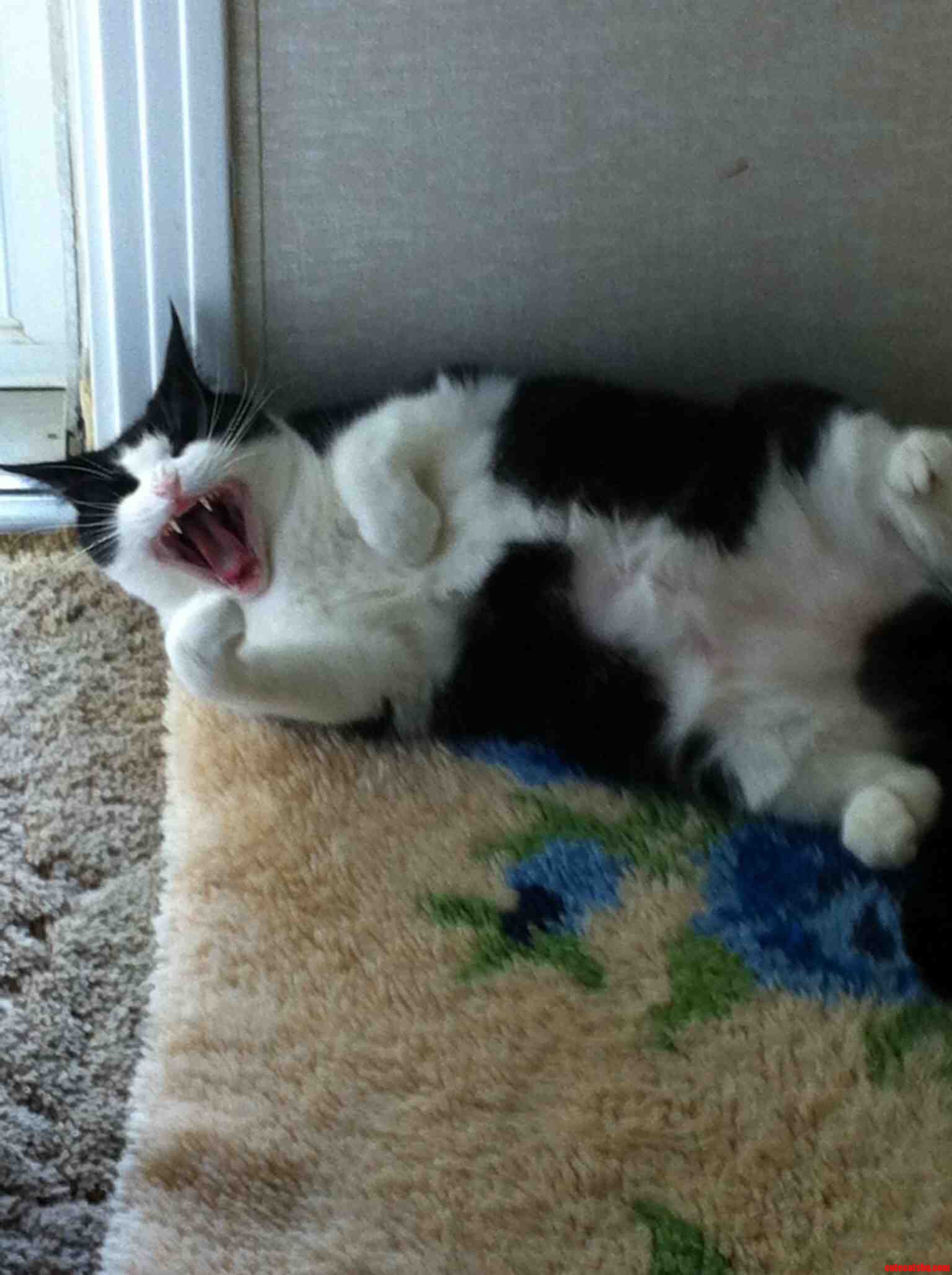 Prissys Yawn Is Worse Than Her Bite