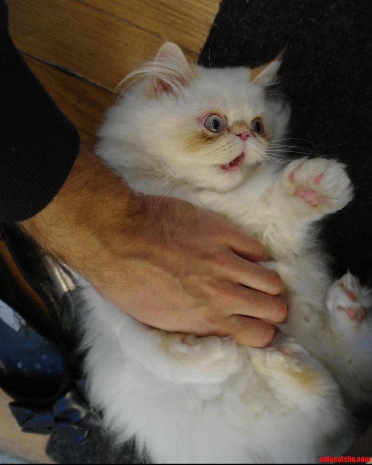 Sir Lucifur Fluffypants Hates Belly Rubs. Does Any Cat Like Them