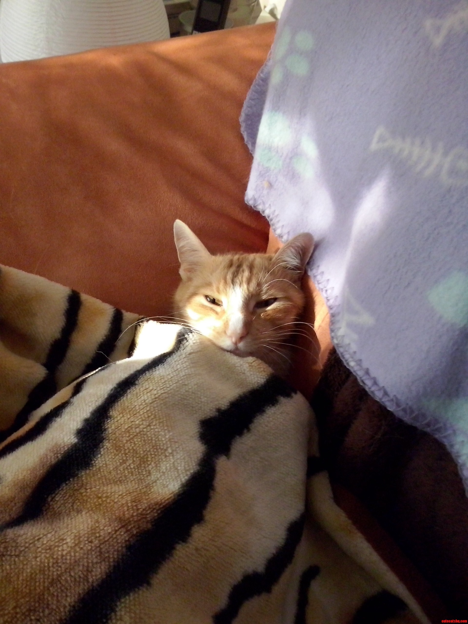 This Is Lenny And He Loves His Blanket.