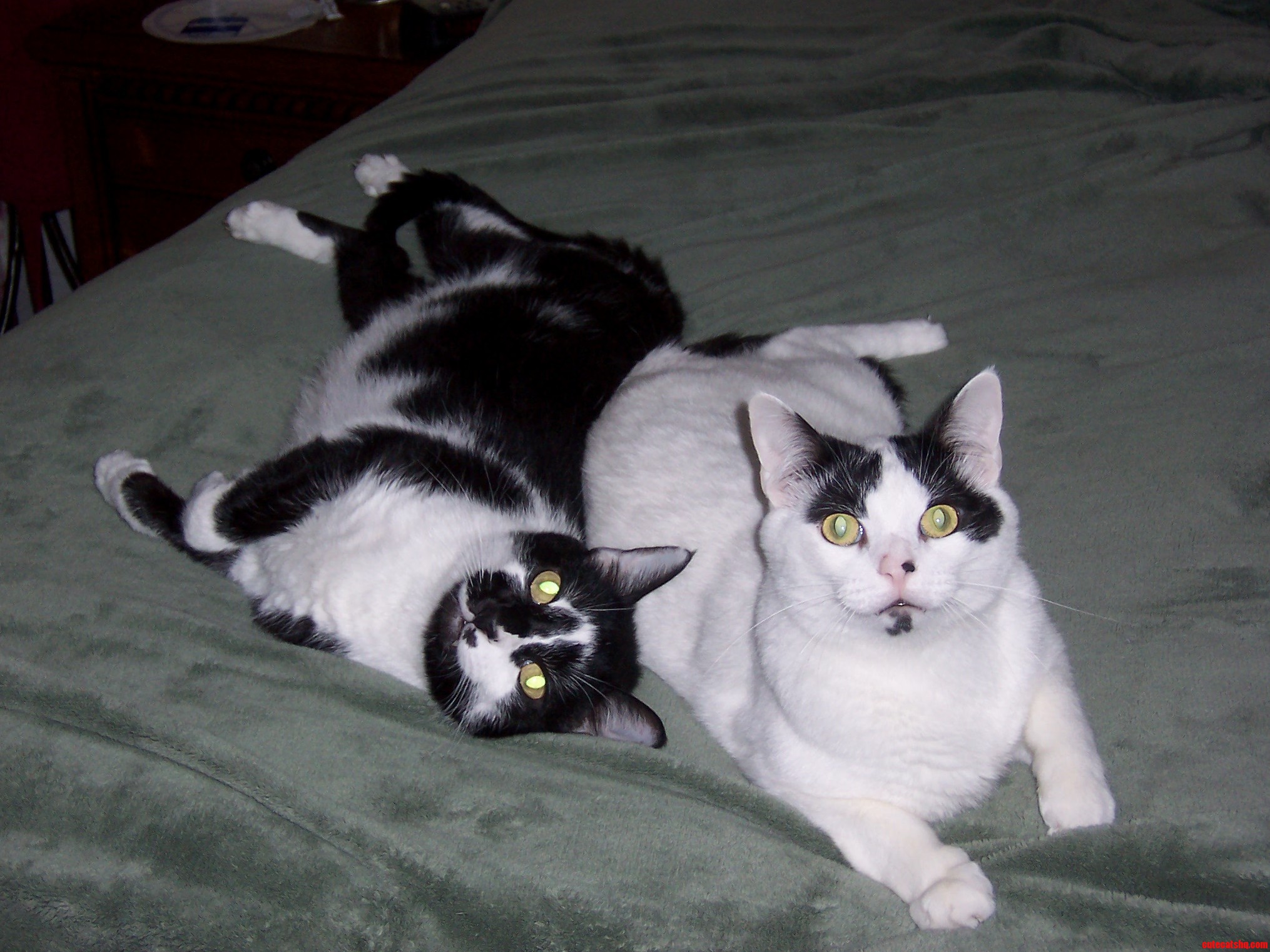 2 Black And White Kitties Meet Pc And Ish.