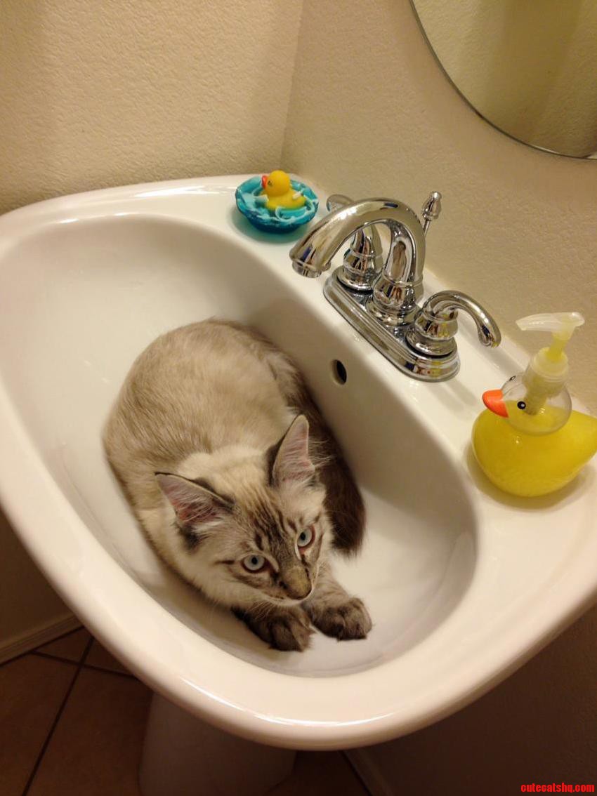 A Sink Kitty Named Merlin
