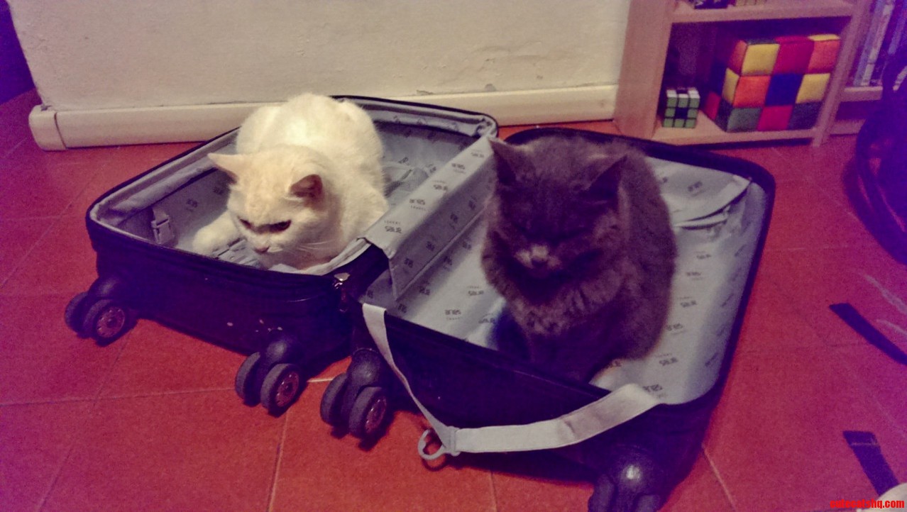 About To Start Packing For Tomorrow Trip My Cats Do Not Make Things Easy.