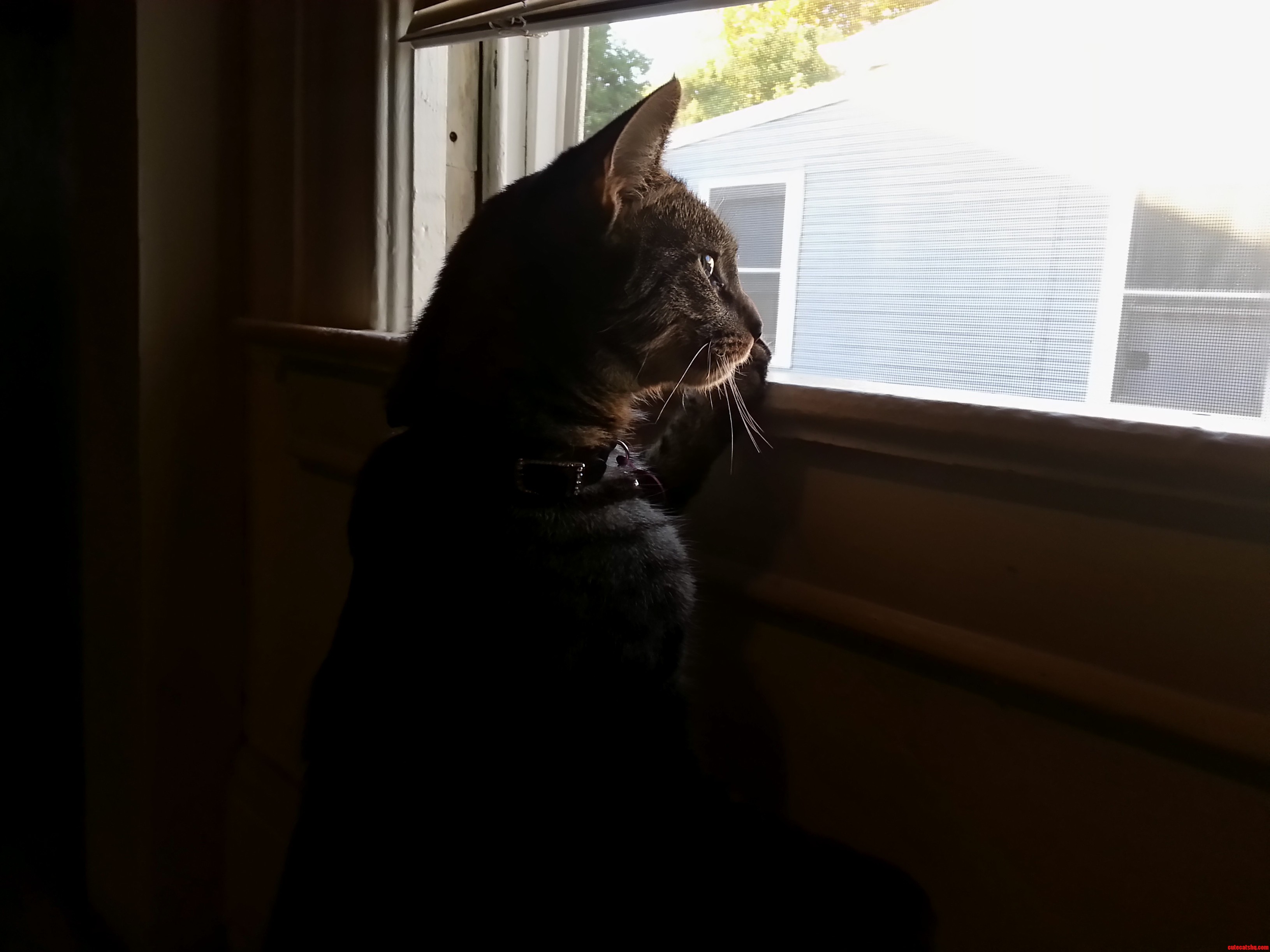 Annie At The Window