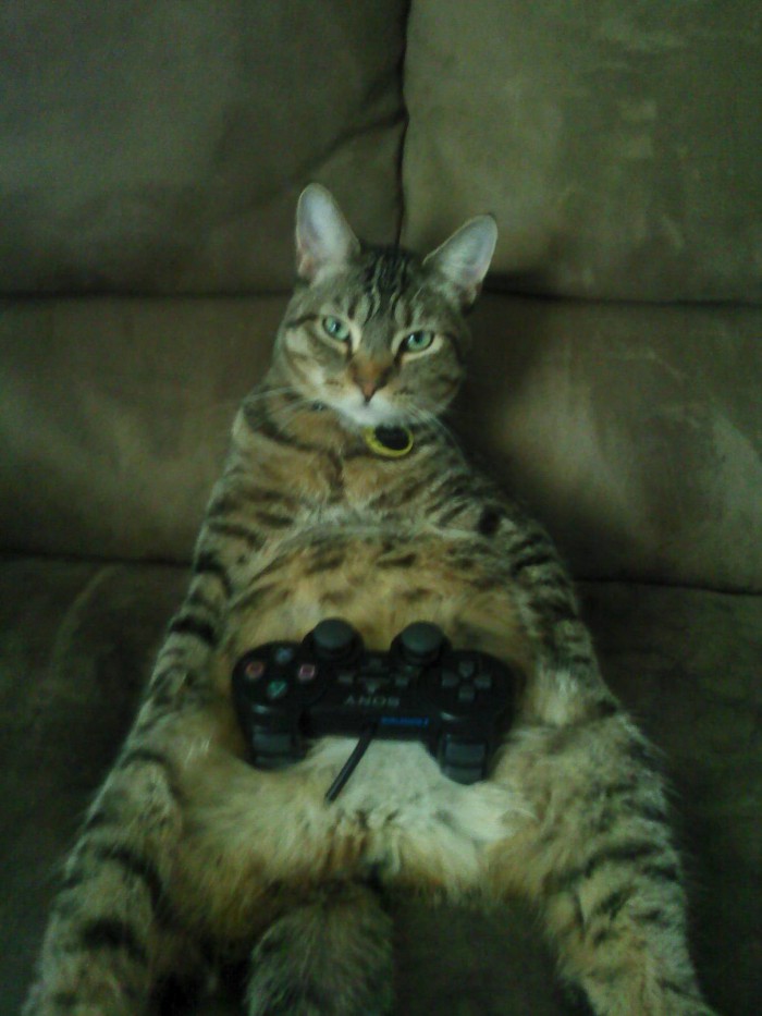 Im Not FawnD Of It Cute cats HQ Pictures of cute cats and kittens