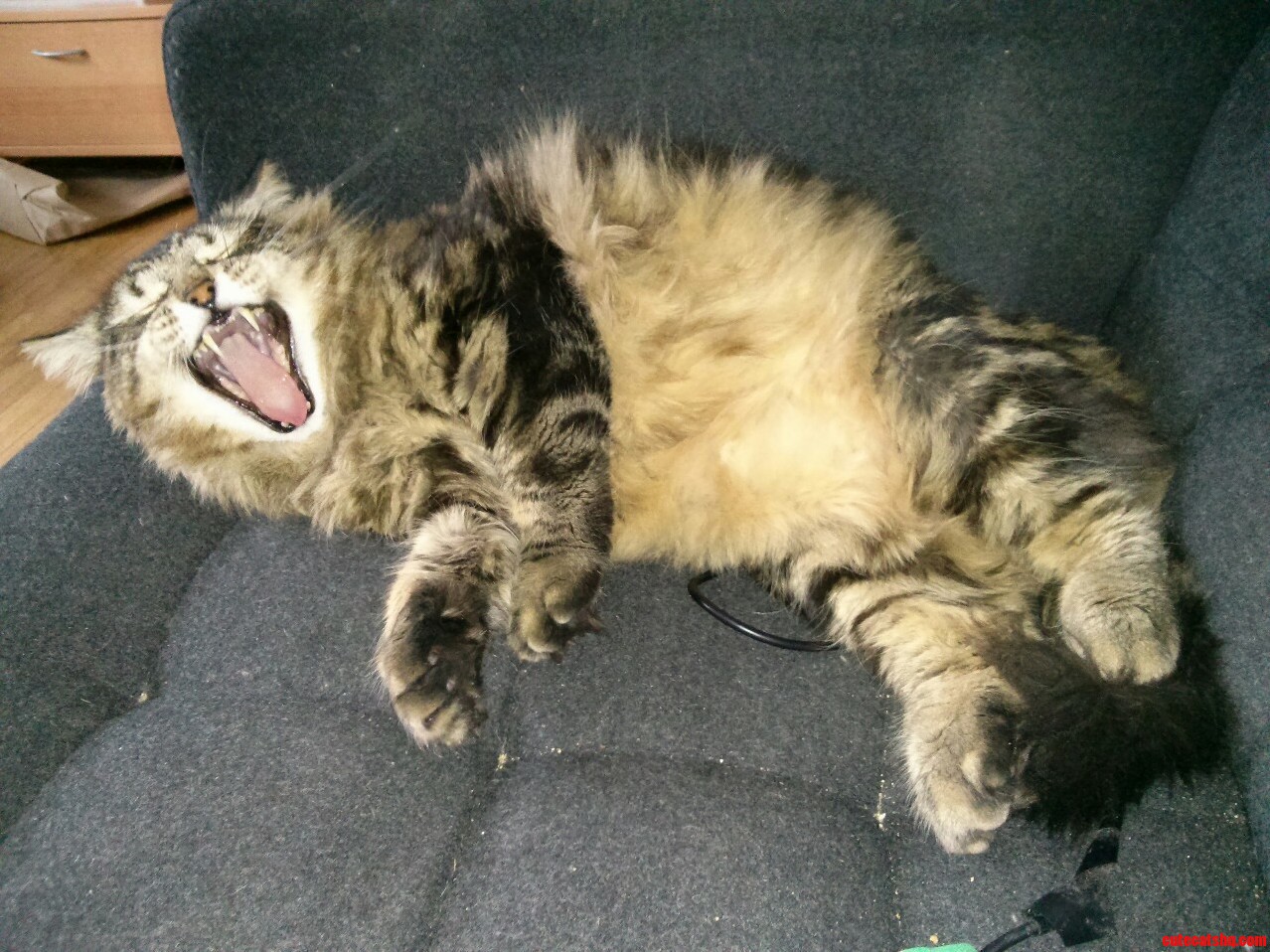 Big Cat. Big Yawn.