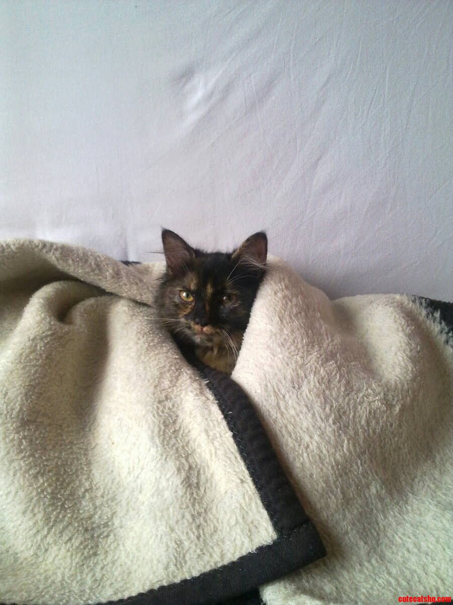 Blanket Cat Luna