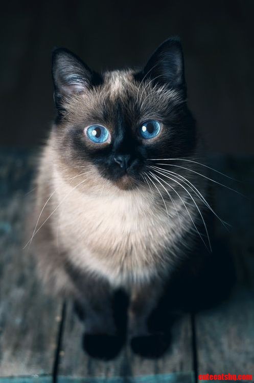 Blue Eyed Beauty