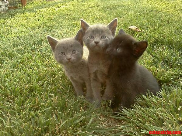 Can Anybody Tell Me What Breed This Kittens Are Or Related To Please