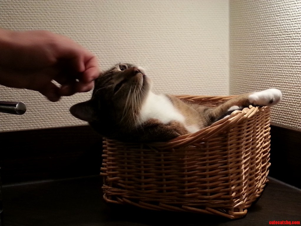 Cat In A Mini Basket