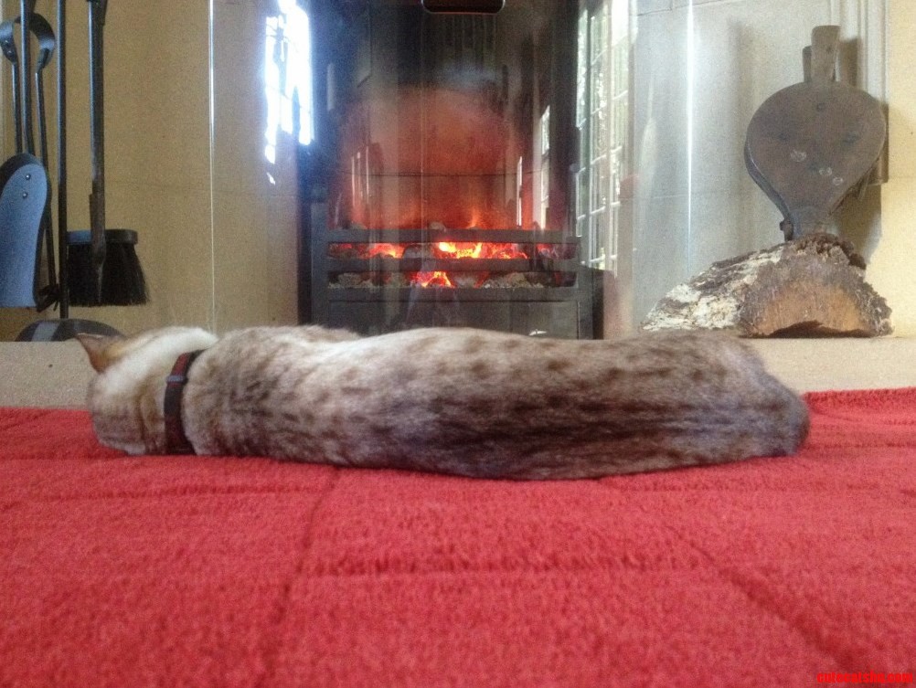 Cats Enjoy The Warmth