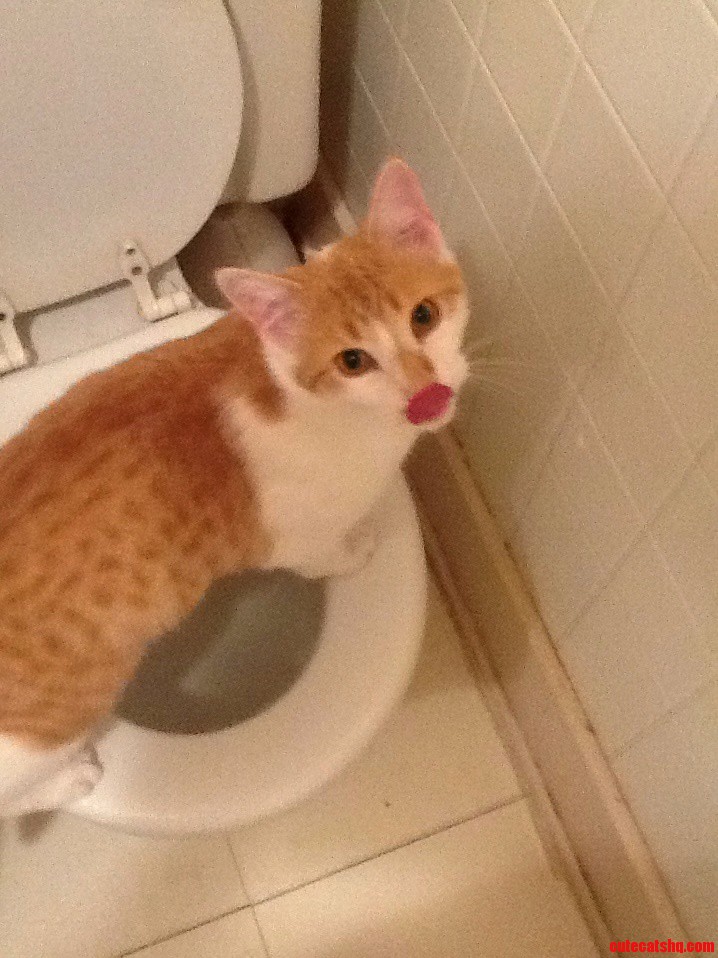 Caught This Naughty Kitty Drinking Out Of The Toilet. He Seemed To Have Enjoyed It.