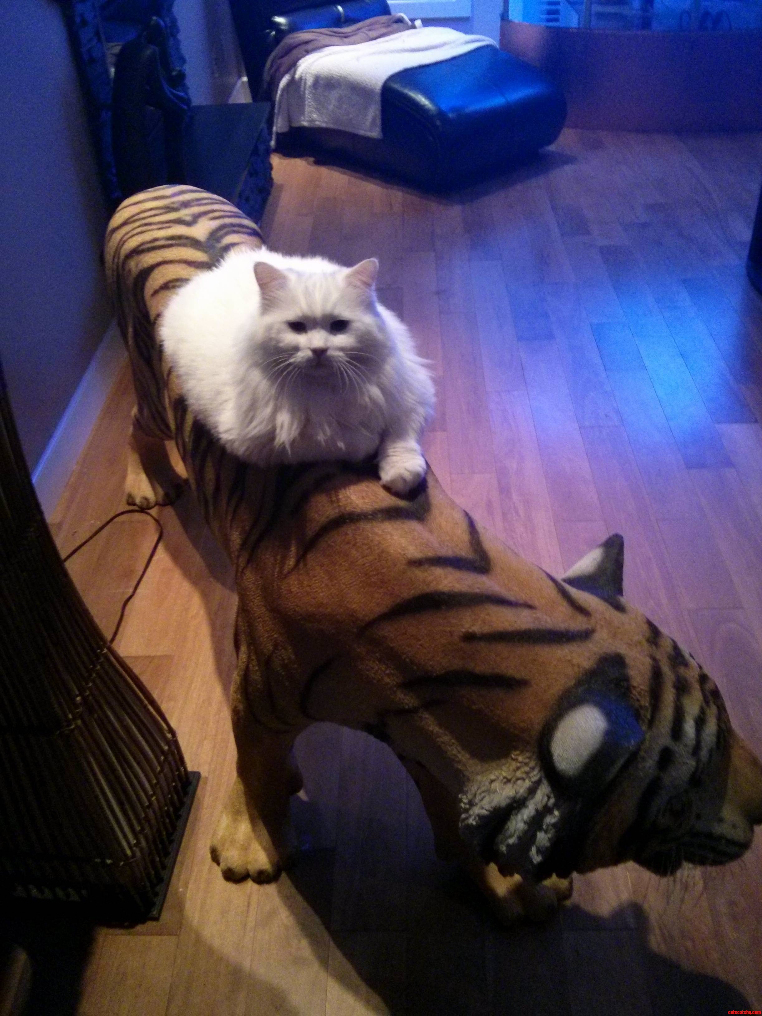 Deaf White Persian Resting On A Tiger
