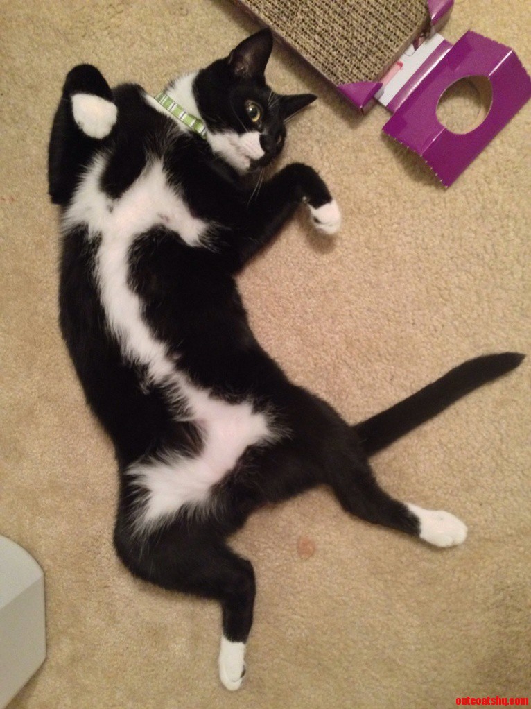 Didnt Notice That Reve Had Ans On His Belly Until He Went Catnip Crazy And Lolled All Over The Place