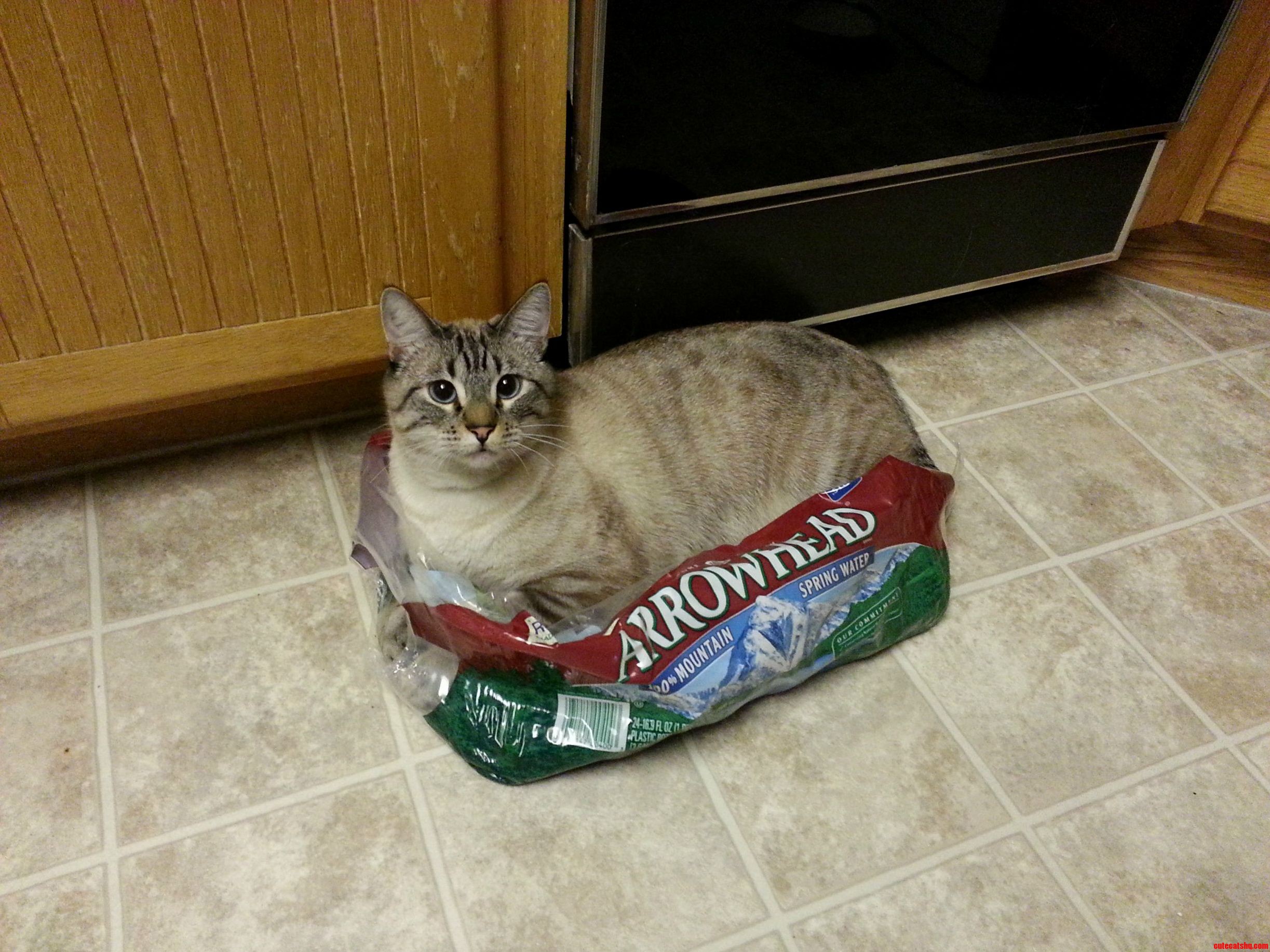 Dont Throw It Away. It Might Be An Awesome Cat Bed.