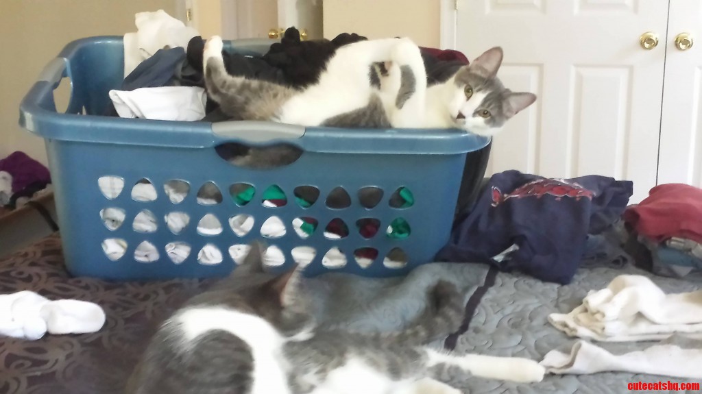 Whats the best way to get cat fur off your clothes Cute cats HQ