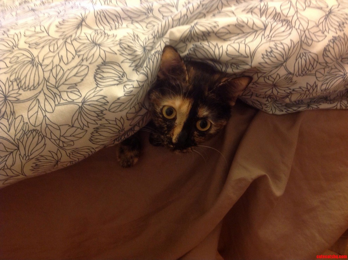 Every Time I Make The Bed Lola Runs Around Under The Covers And Eventually Emerges Like This.