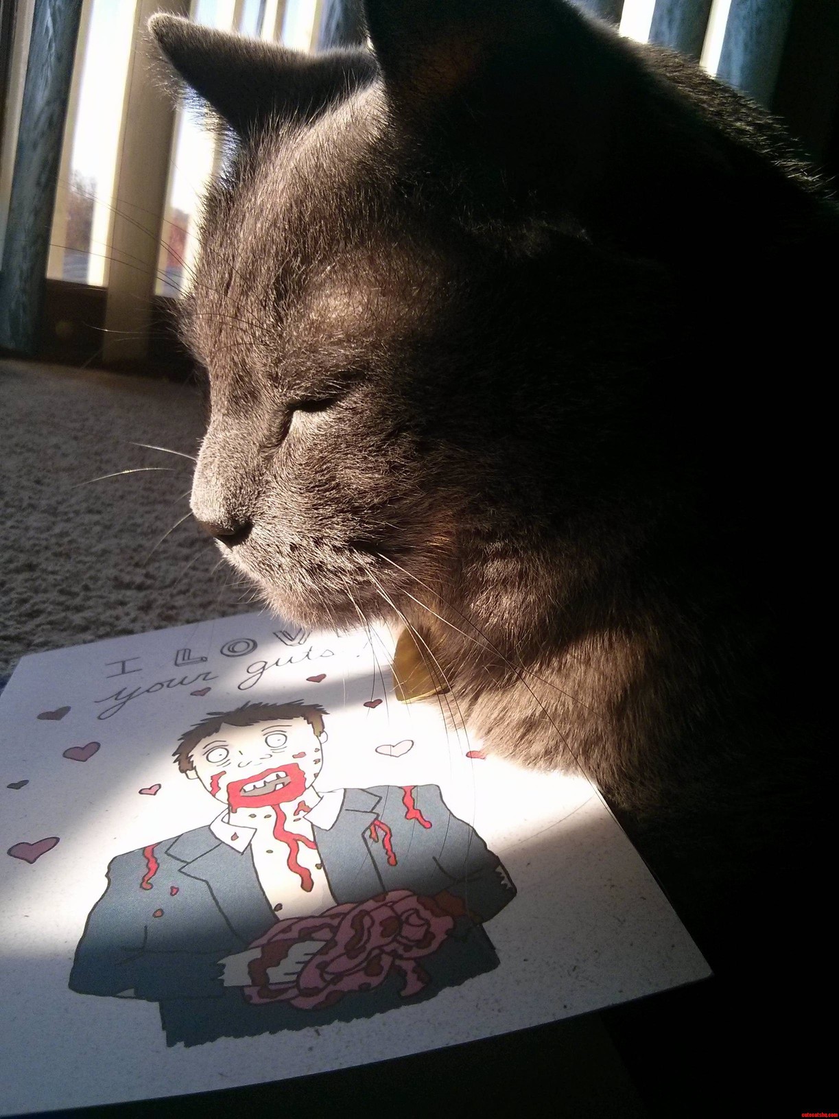 For Some Reason He Loves This Card.