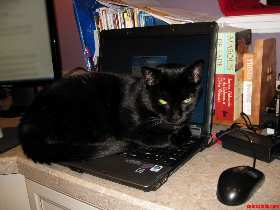 Frodo And The Laptop Aka Cat Warmer
