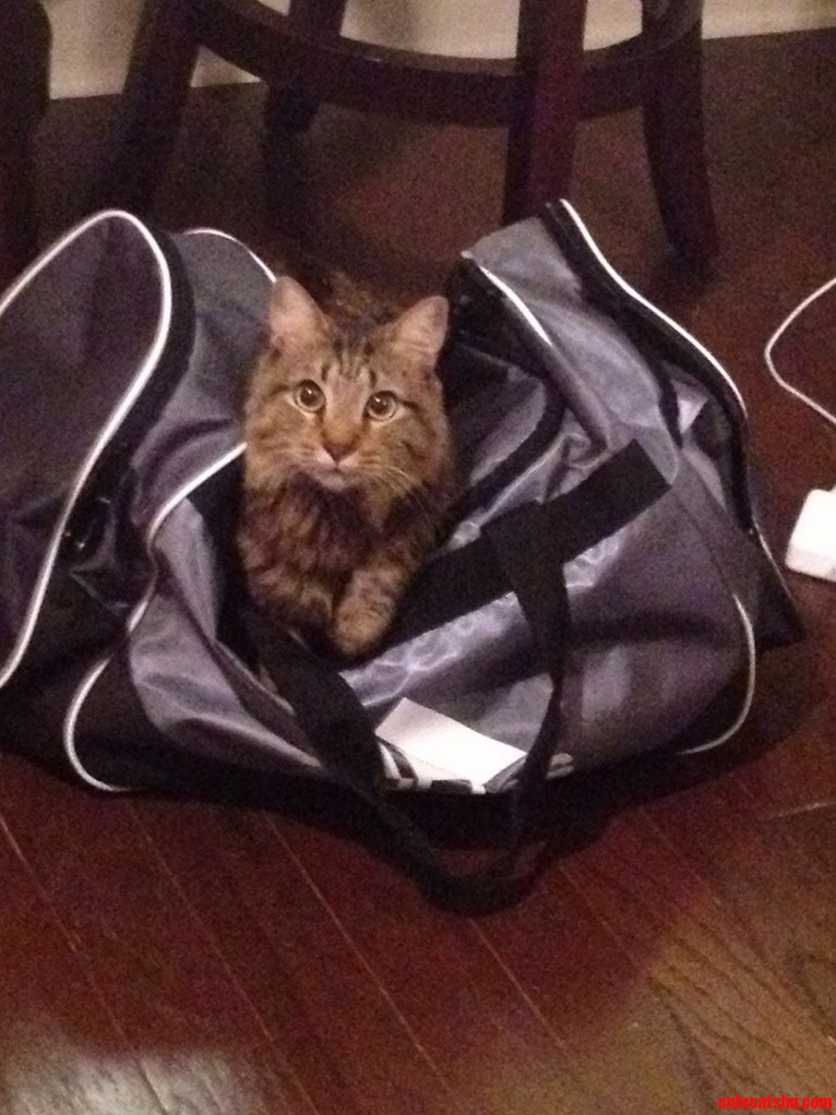 Frodo Wants To Go On Vacation Too