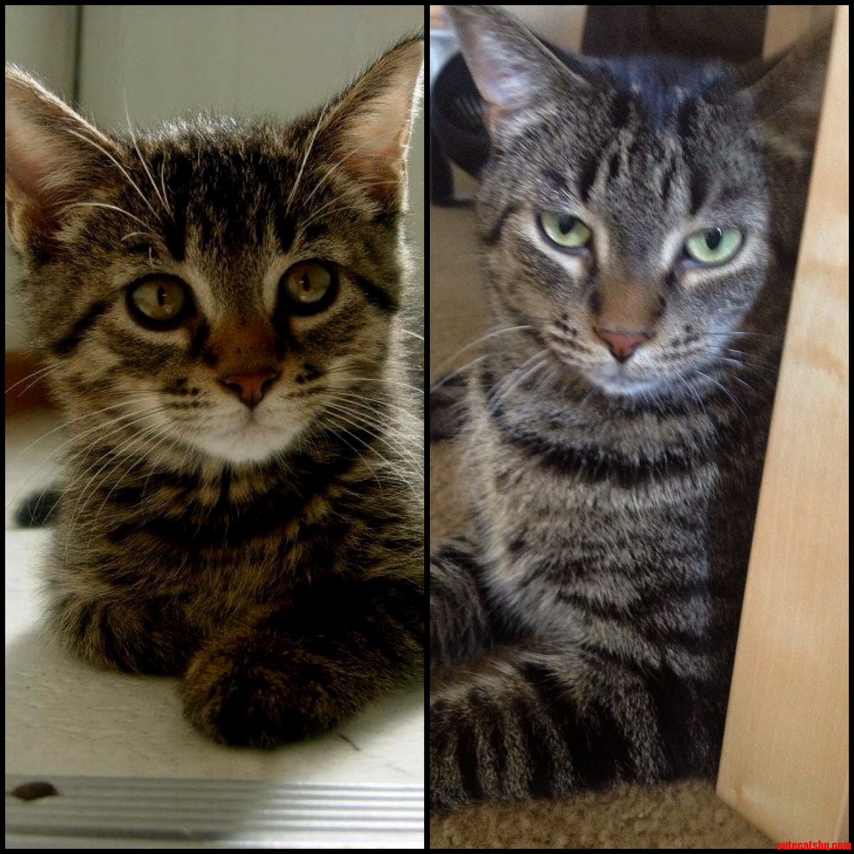From A Sweet Tiny Kitten To A Mean Muggin Fatty