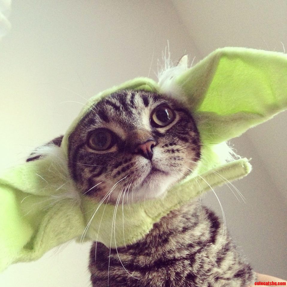 Give Catnip You Will.