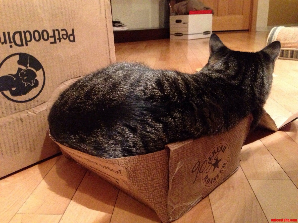 Got A Tiny Box In The Mail. This Fat Cat Squeezed In And Stretched It To Fit.