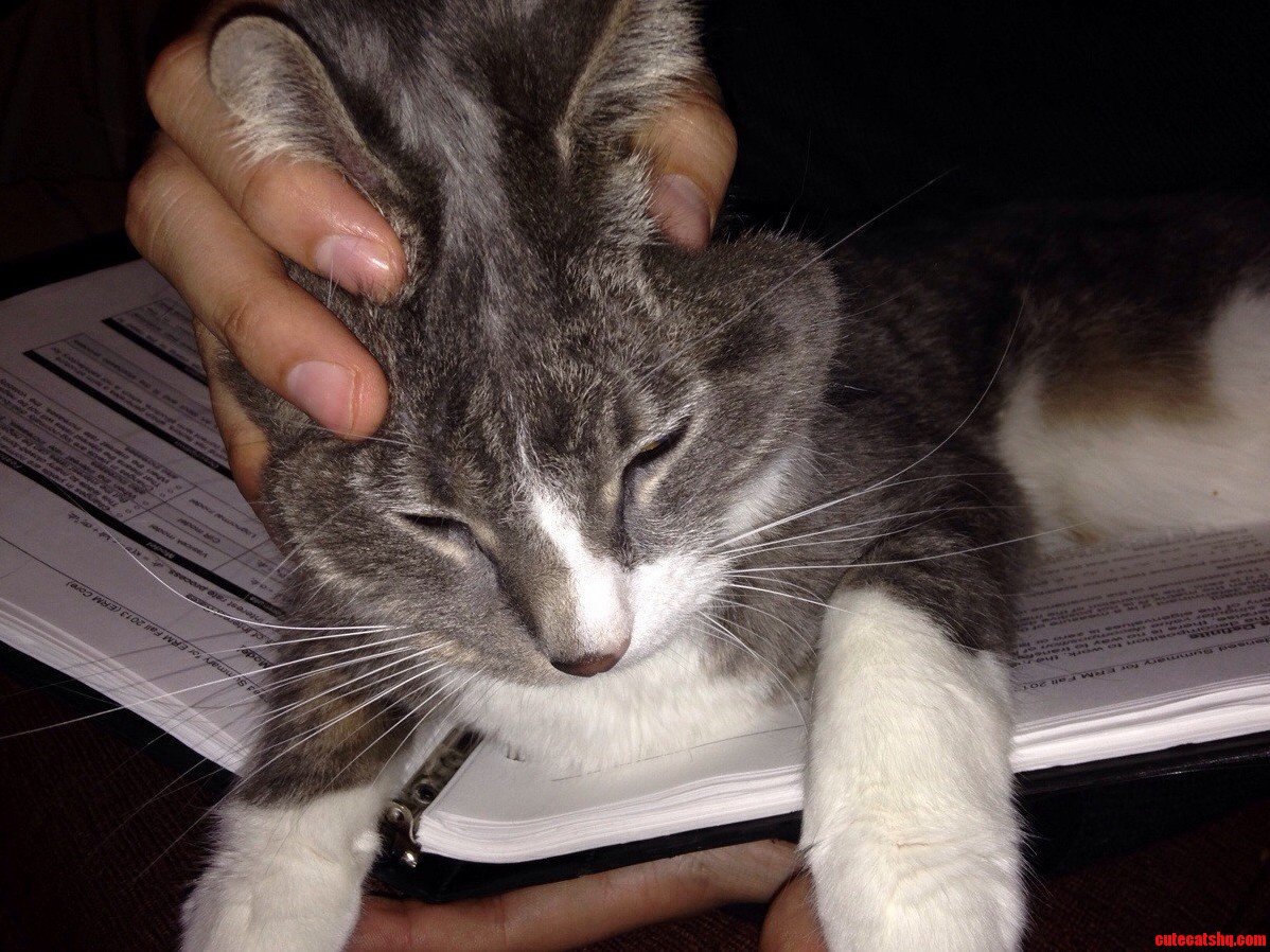 Helpful Study Cat Strikes Again