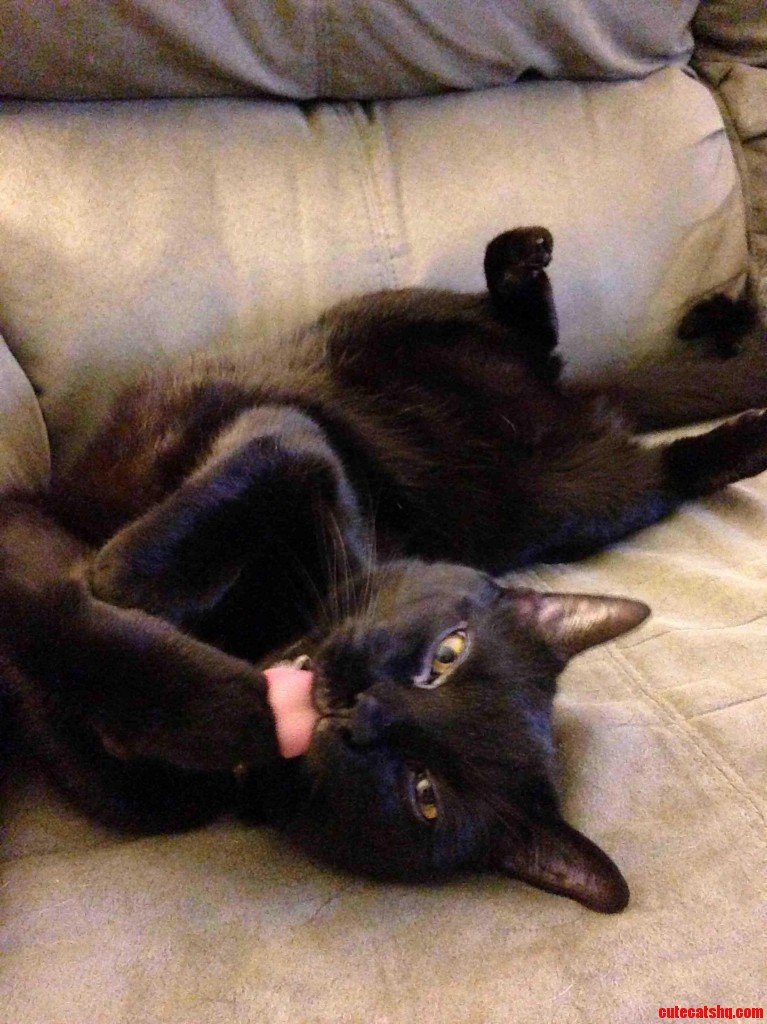 creeper cat Cute cats HQ Pictures of cute cats and kittens Free