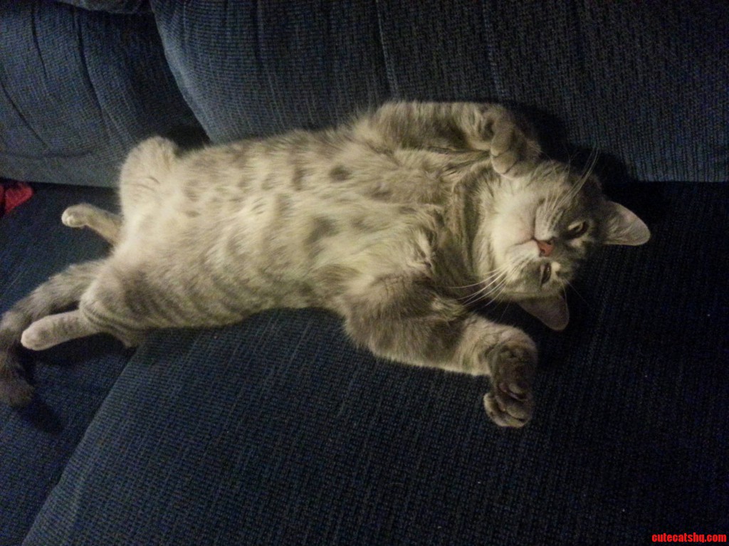 This Is Muffin. Shes 14YearsOld And She Loves To Have Her Belly