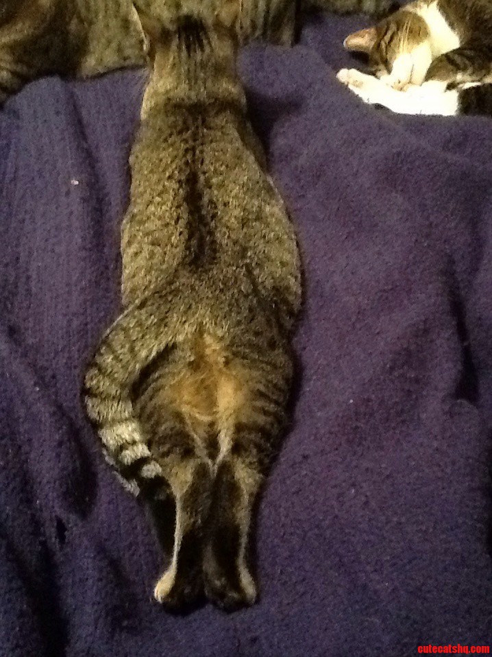 How My Cat Sleeps