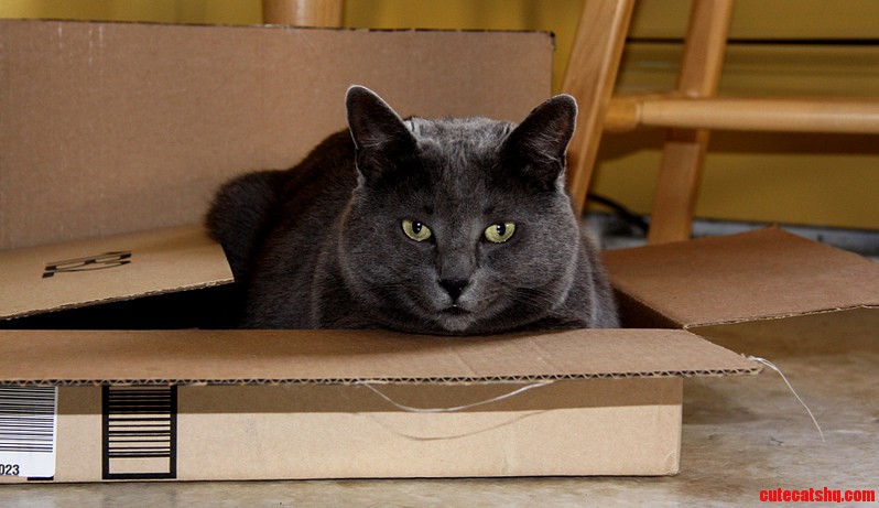 I Cant Tell If He Is Happy Or Mad With The Size Of The Box