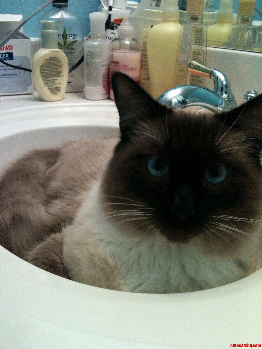 I Love My Sinkcat.