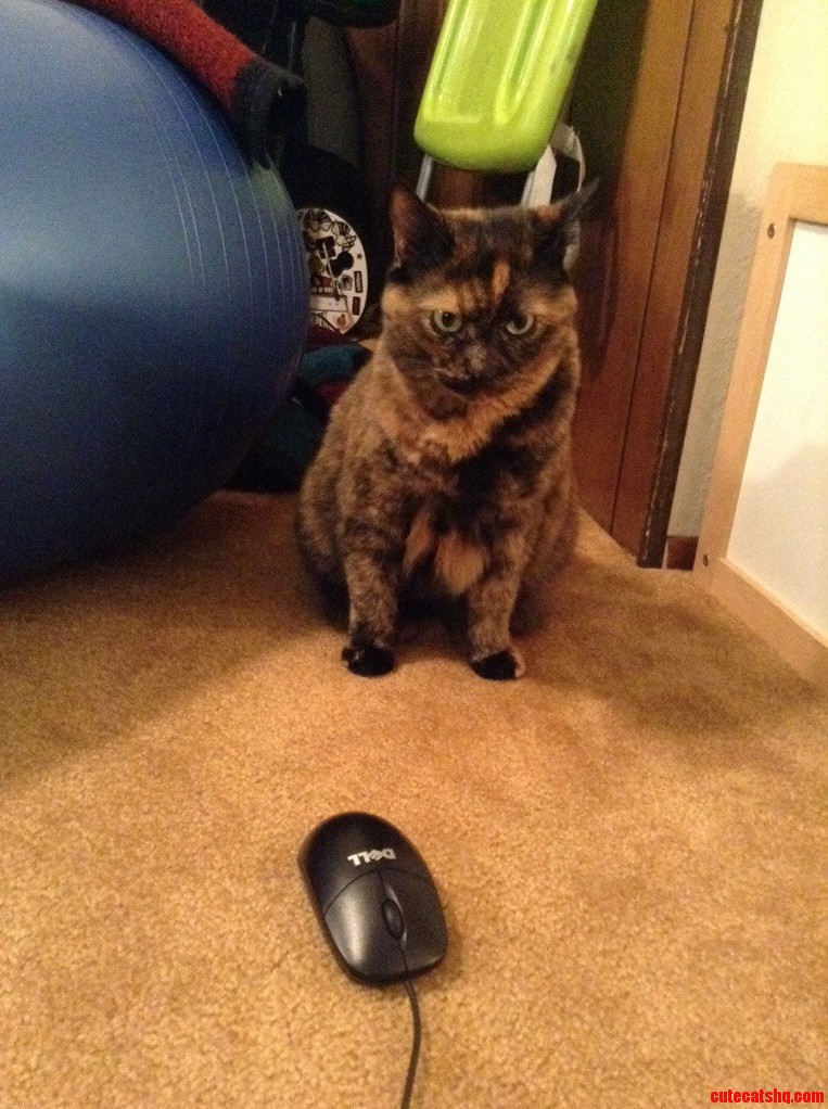 I Thought Cats Were Supposed To Hate Mice…