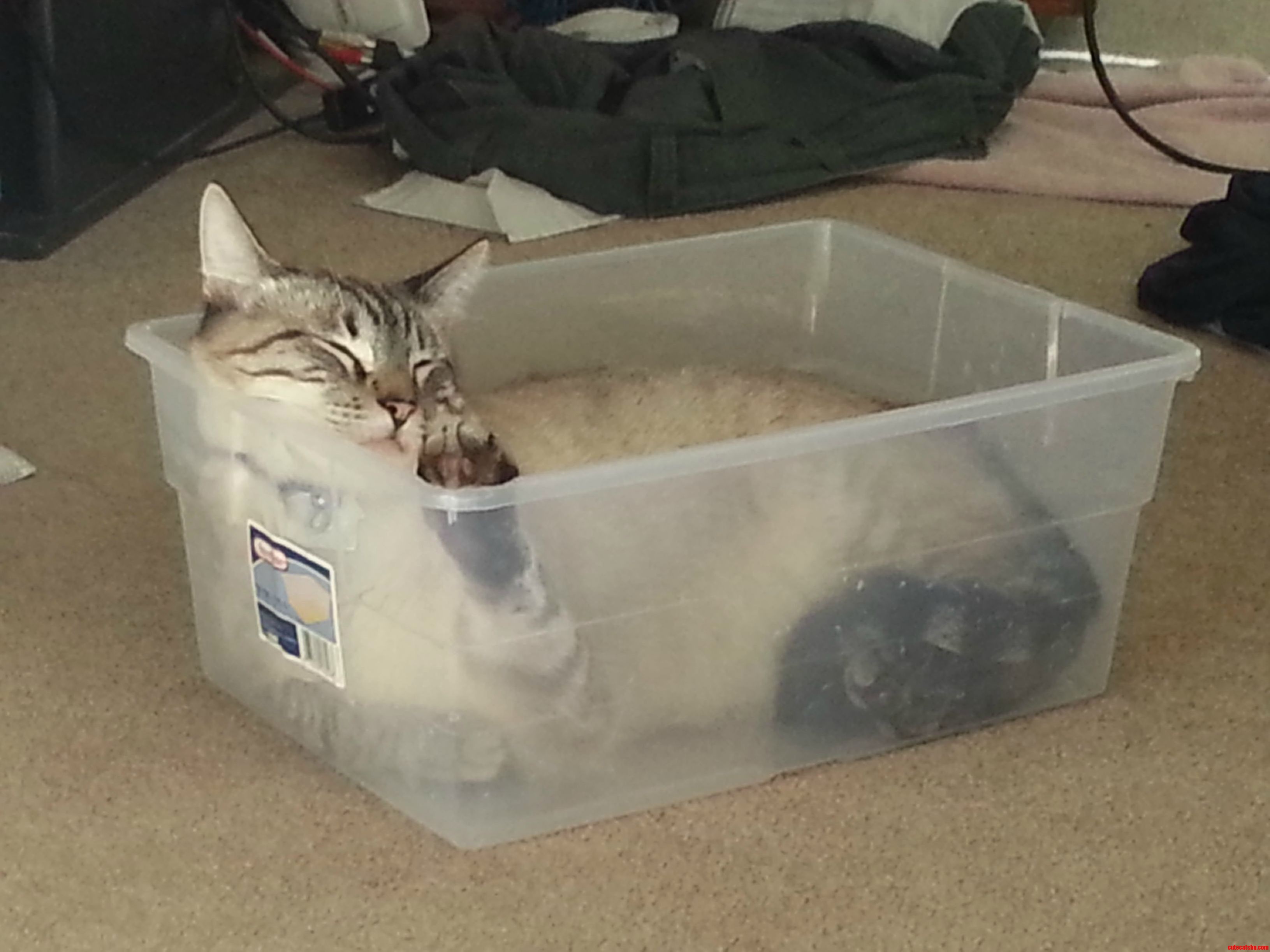 Its A Cat In A Box…