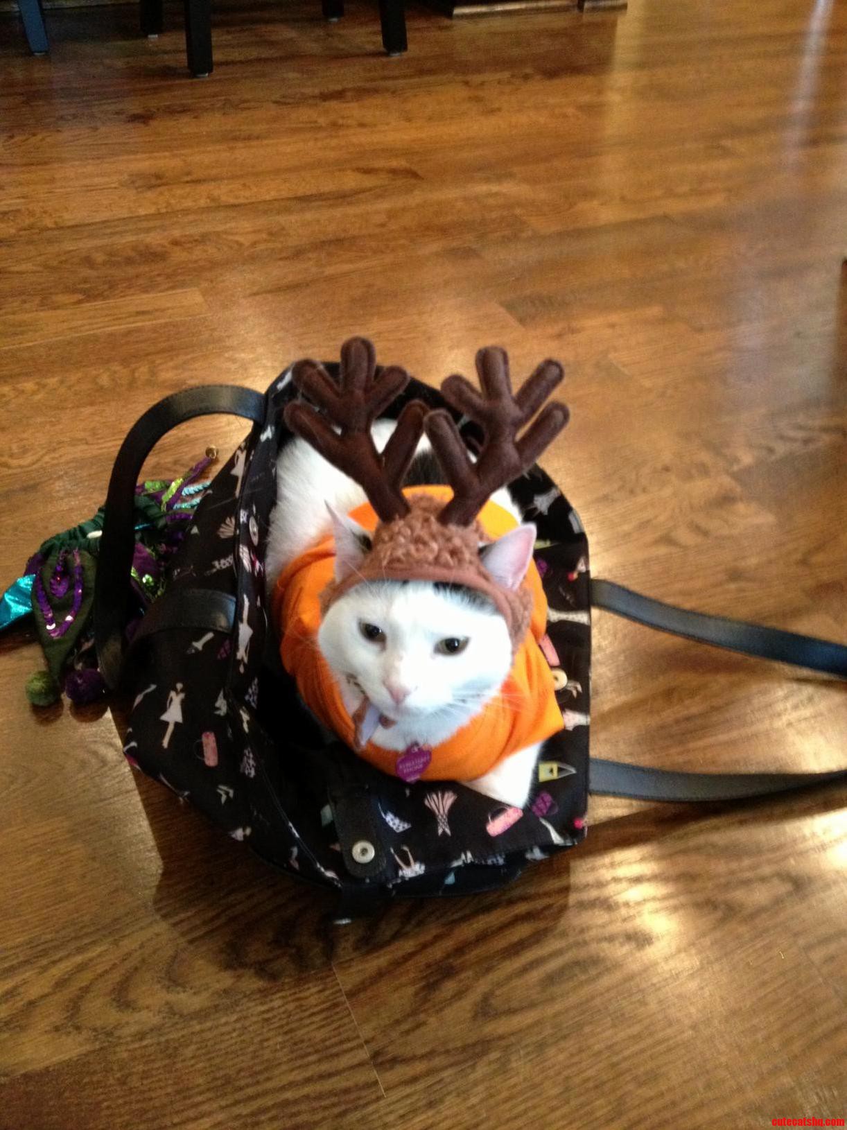 Just A Cat With A Reindeer Hat Sitting In A Bag.