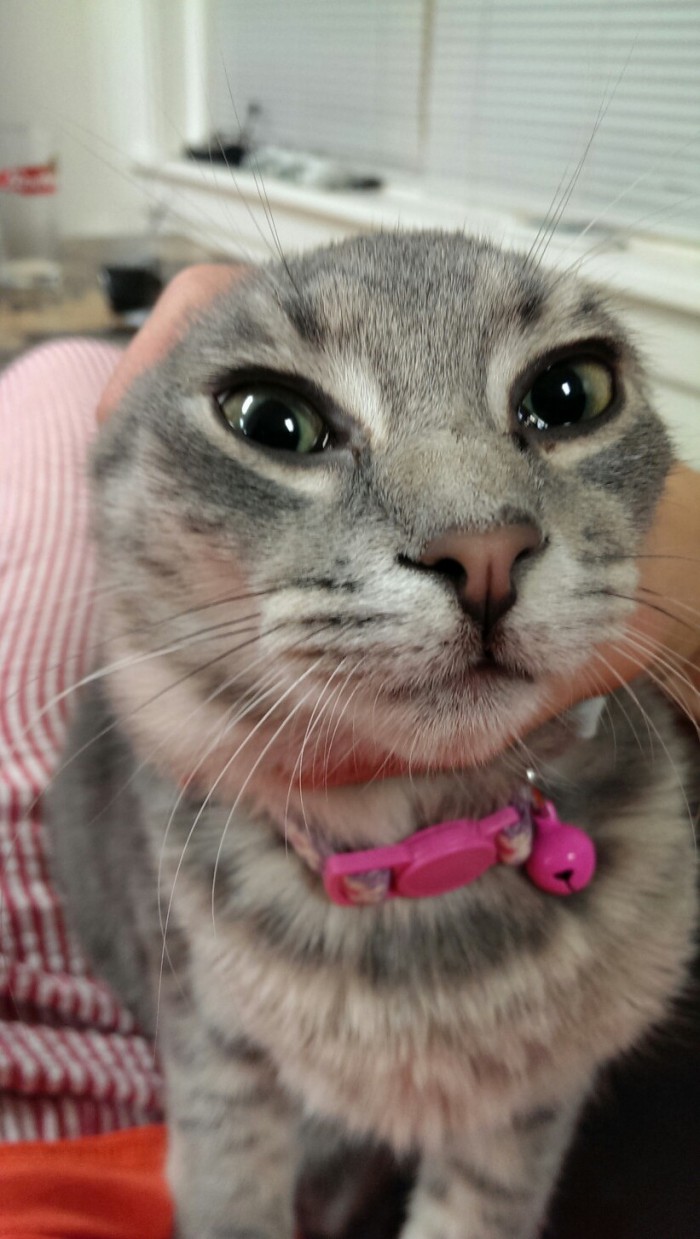 Maine Coon Kitten | Cute cats HQ - Pictures of cute cats and kittens