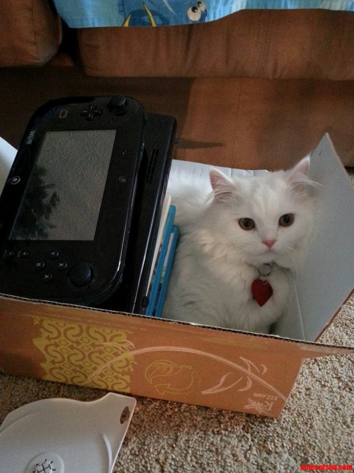 Kitty In A Box