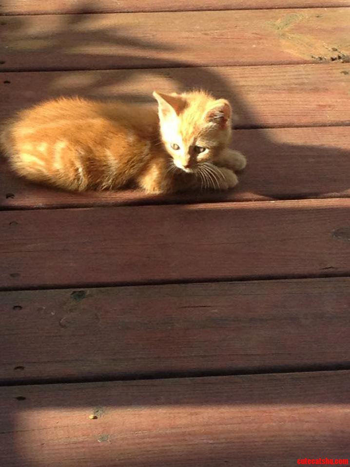 Little Feral Kitten On The Deck