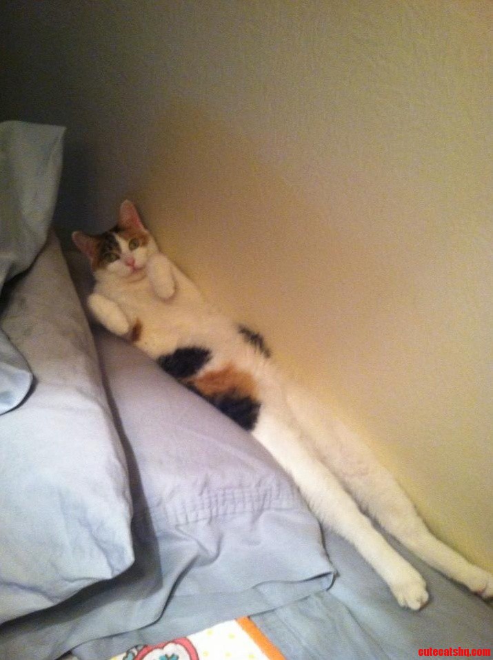 Long Kitty Is Long. This Is How She Sleeps At Night.