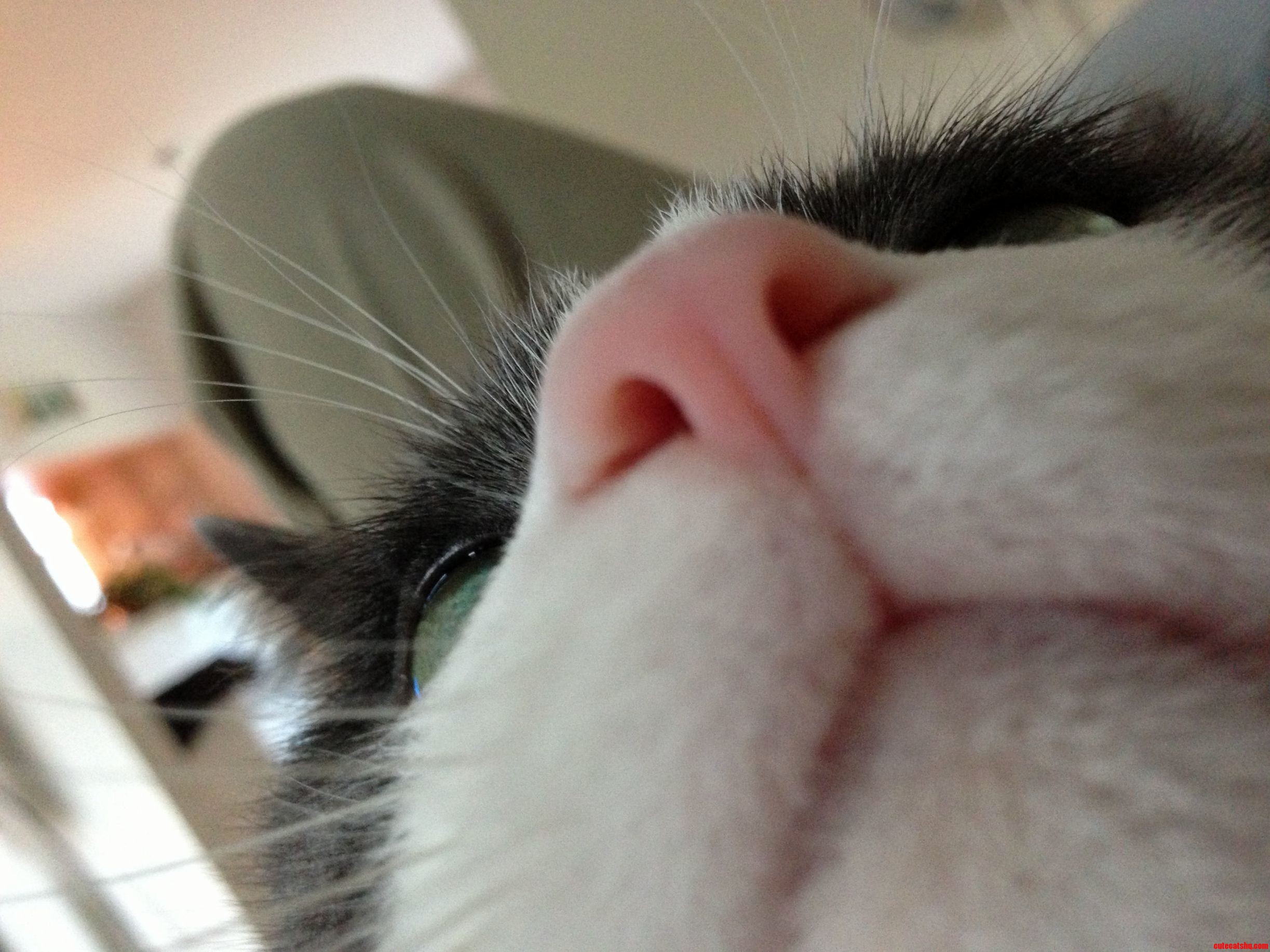 Look At My Nose Hooman.