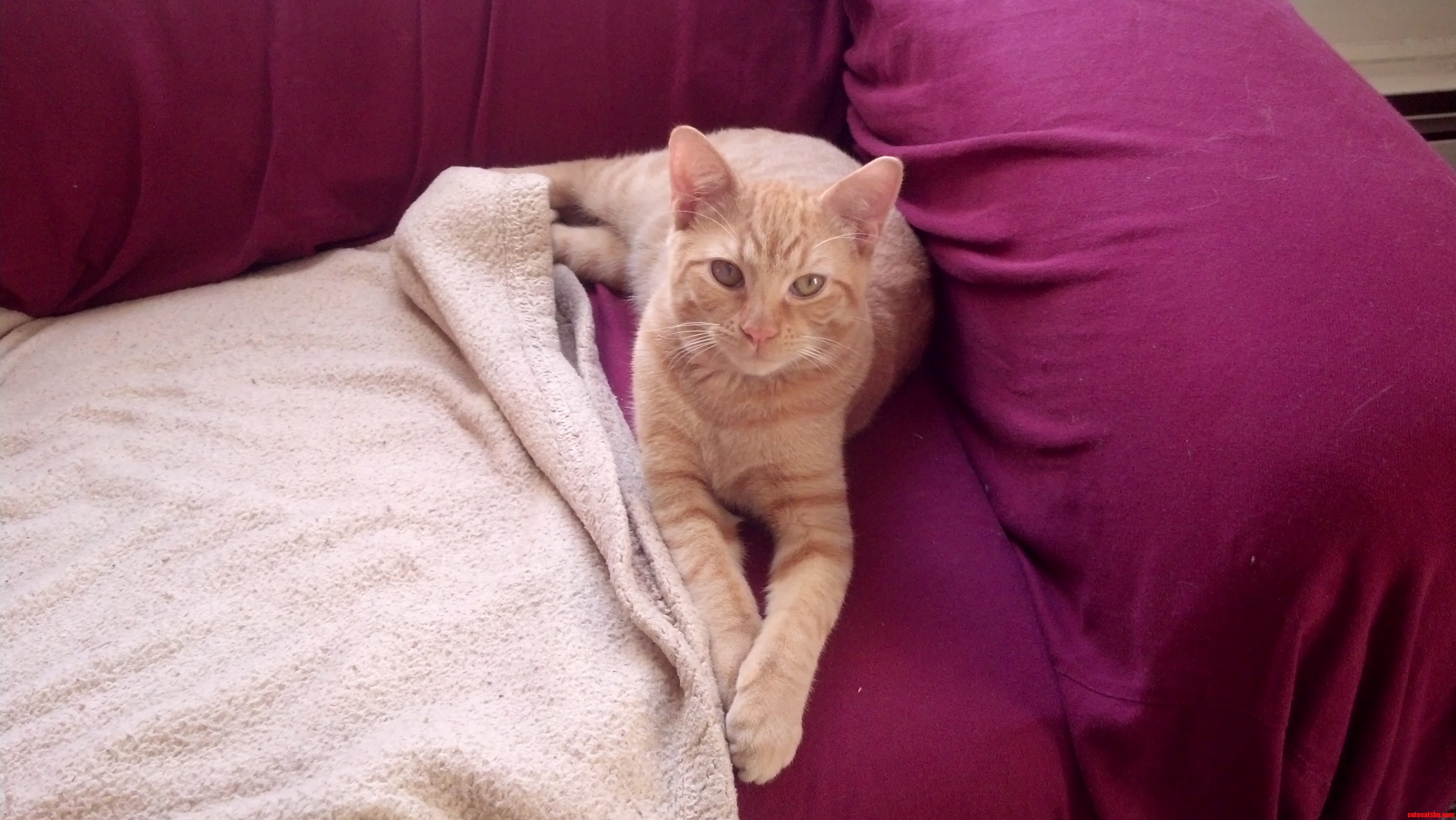 Meet Sir Winston Kitty Pants Esq.