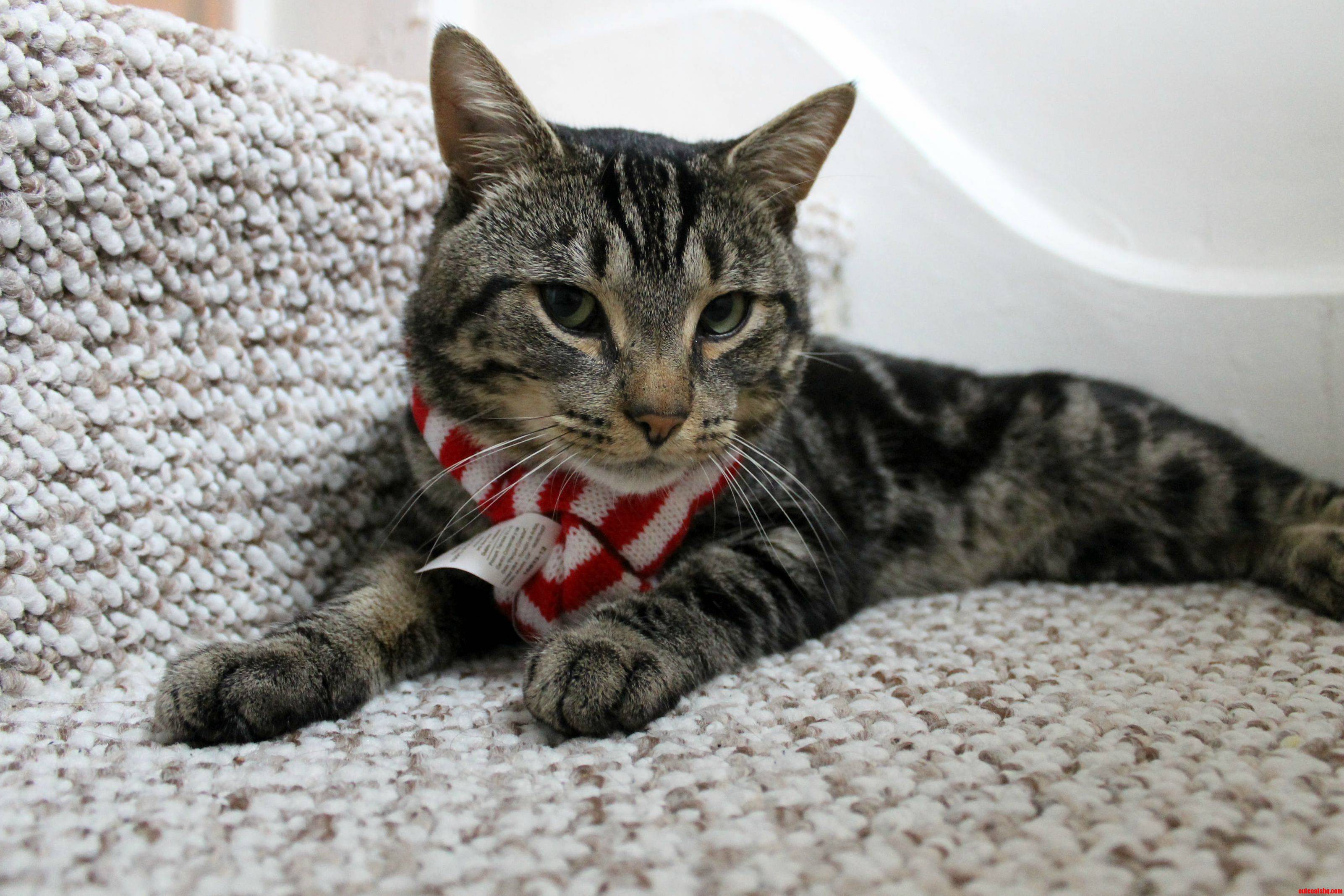 Murphy With His New Scarf.