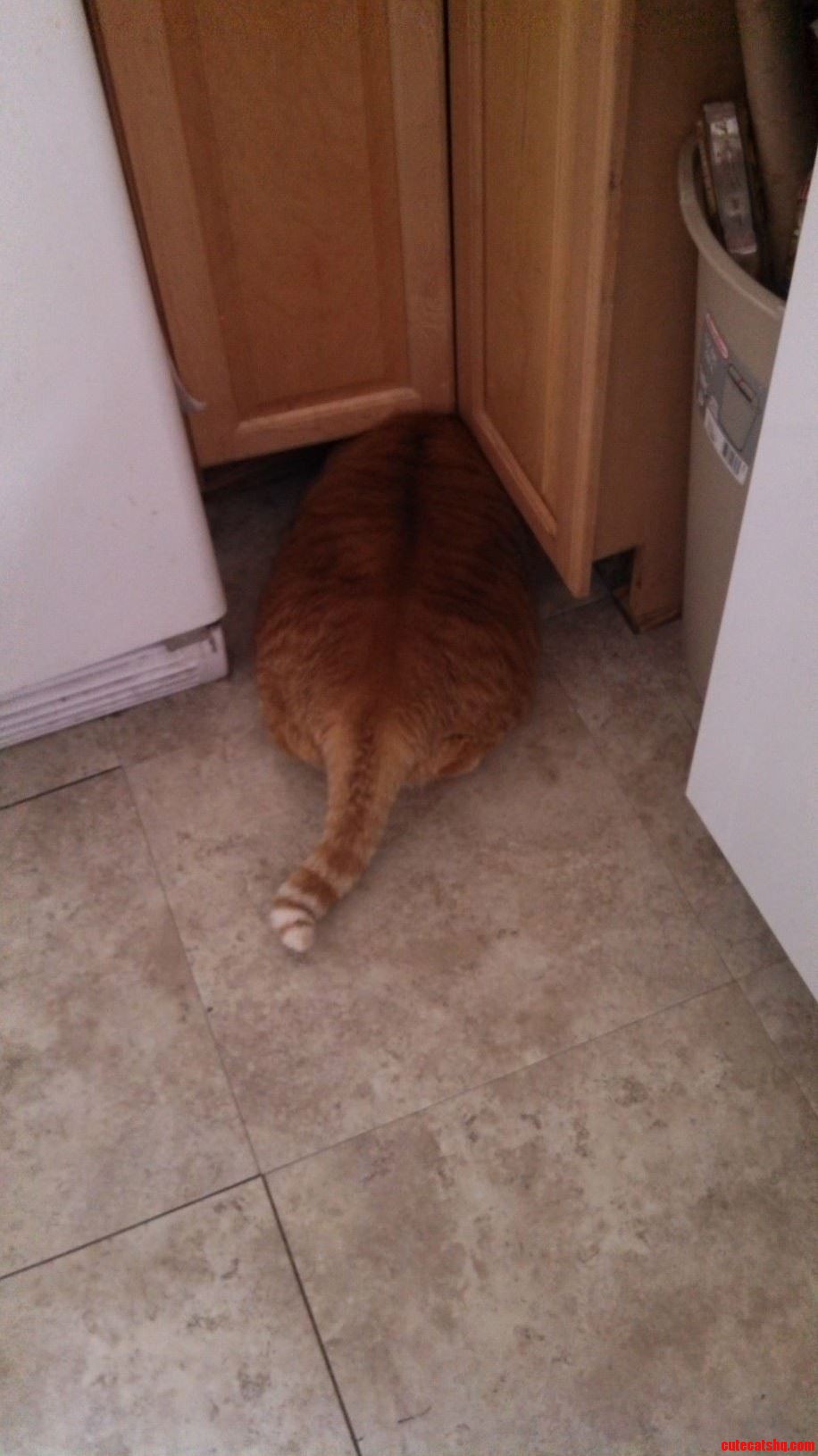 My 25Lb Cat Trying To Get Under A Cabinet