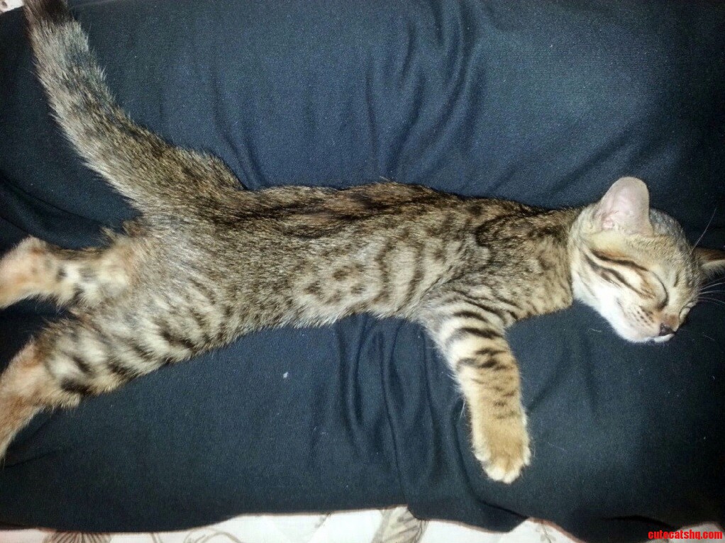 My Brother-In-Law Just Got A Bengal… Meet Evie