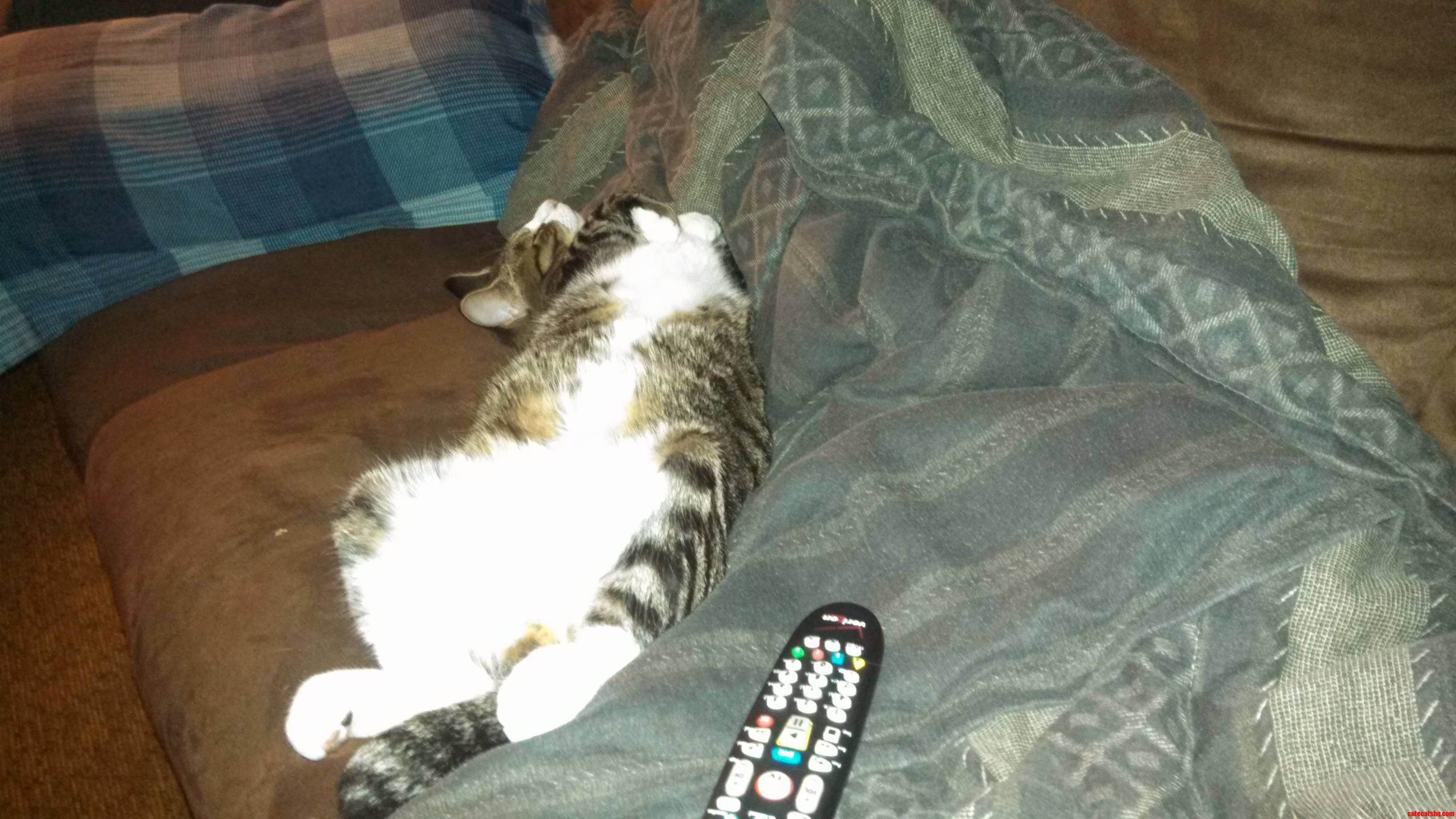 My Cat Likes To Hog The Couch